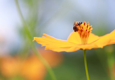 Close-up of insect pollinating on flower