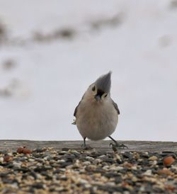 Close-up of bird on beach