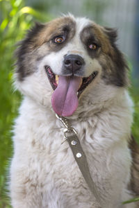 Close-up of dog looking away