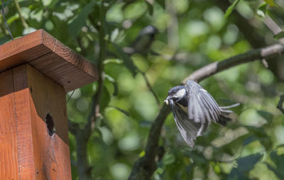 Close-up of bird flying by tree