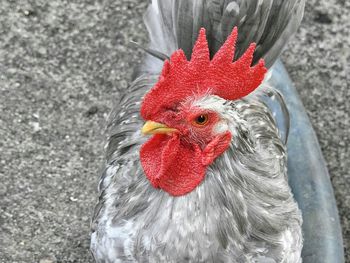 Close-up of rooster