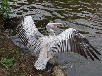 Bird flying over lake