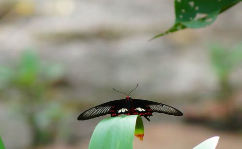 Close-up of butterfly perching on flower