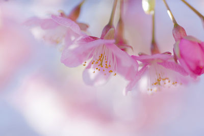 Close-up of pink cherry blossom