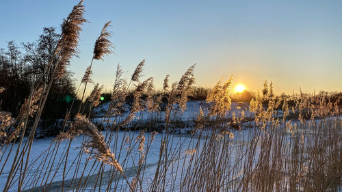 Scenic view of snow covered land against sky during sunset