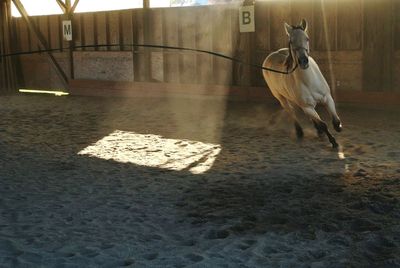 Horse standing outdoors