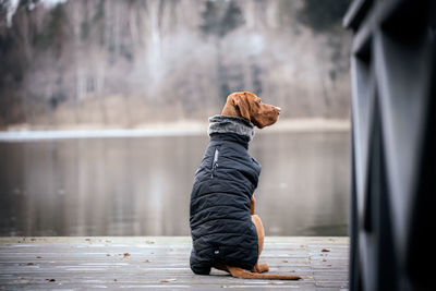 Side view of dog looking away