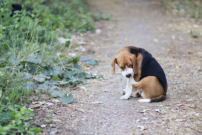 Dog resting on field