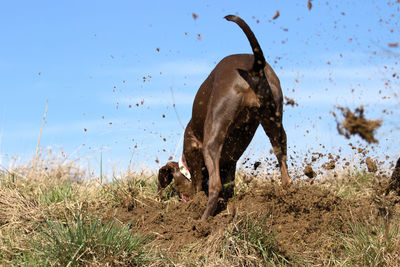 Rear view of dog digging dirt against sky