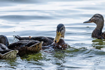 Ducks swimming in lake