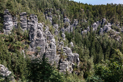 View of pine trees in forest