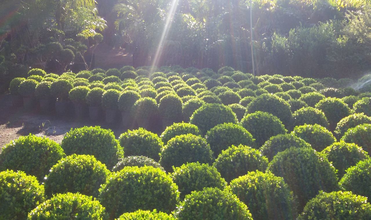 growth, tree, plant, green color, sunbeam, nature, sunlight, beauty in nature, scenics, tranquility, moss, lush foliage, tranquil scene, outdoors, uncultivated, day, remote, botany, topiary, green, overgrown, plant life, formal garden, growing, hedge, non-urban scene, freshness