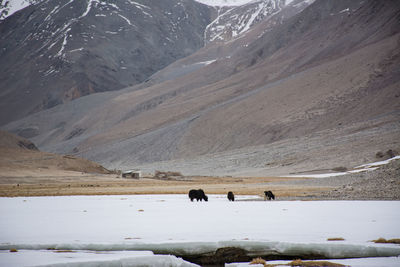 Scenic view of snowcapped mountains
