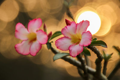 Close-up of pink flowering plant