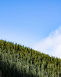 Low angle view of trees against sky