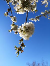 Low angle view of cherry blossoms against blue sky