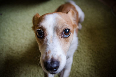 Close-up portrait of dog at home