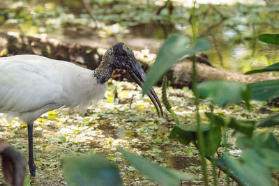 Close-up of birds on land