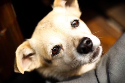 Close-up of dog looking away