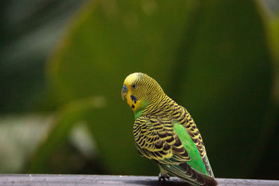 Green budgerigar parakeet bird melopsittacus undulatus perches on a branch, eating seed.