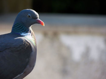 Close-up of seagull perching on a lake