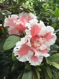 Close-up of pink flower