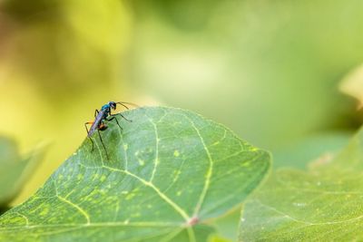 Close-up of insect on leaf