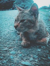 Close-up of a cat looking away