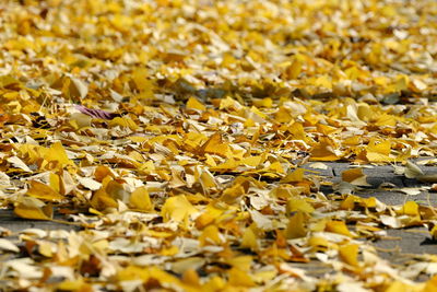 Close-up of autumnal leaves