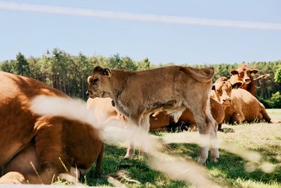 Cows on field against sky