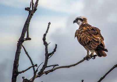 Low angle view of bird perching on branch