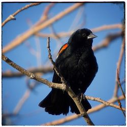 Low angle view of bird perching on tree against sky