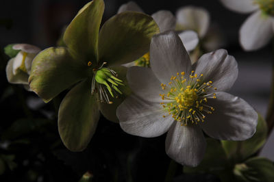 Close-up of flowers blooming outdoors