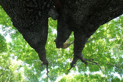 Close-up of lizard on tree