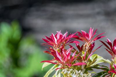 Close-up of pink flowers