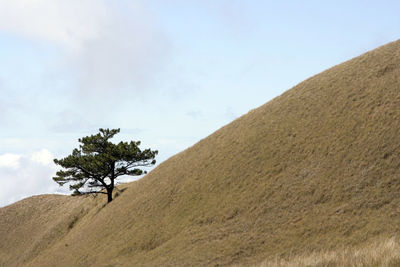 Trees on landscape against sky