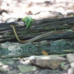 Close-up of lizard on plant