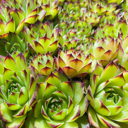 Sempervivum tectorum, common houseleek, hauswurz, rosette-forming succulent evergreen perennial.