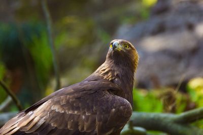 Close-up of owl perching outdoors