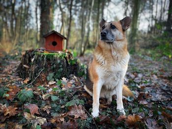 German shepherd dog sittin near a wooden birdhouse in the forest during autumn