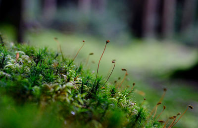 Close-up view of plants