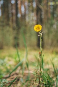 Close-up of yellow flowering plant on field