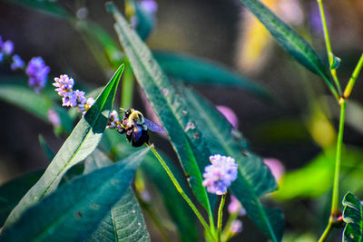 Close-up of insect on purple flowering plant