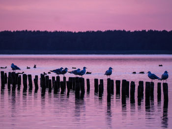 View of birds in lake
