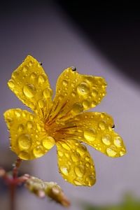 Close-up of yellow flower