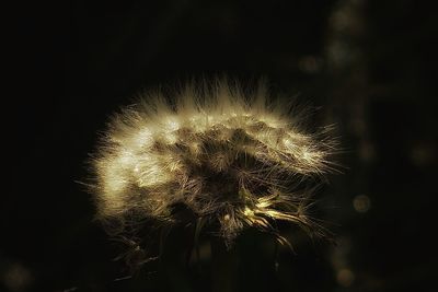 Close-up of dandelion flower