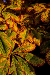 Full frame shot of leaves