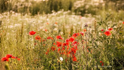 Close-up of red poppy flowers on field