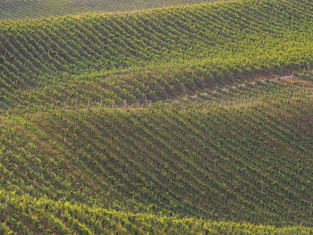 Scenic view of vineyard 