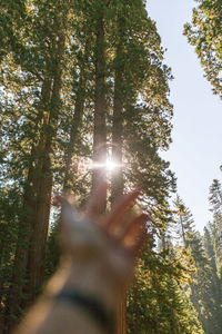 Low angle view of person against trees in forest
